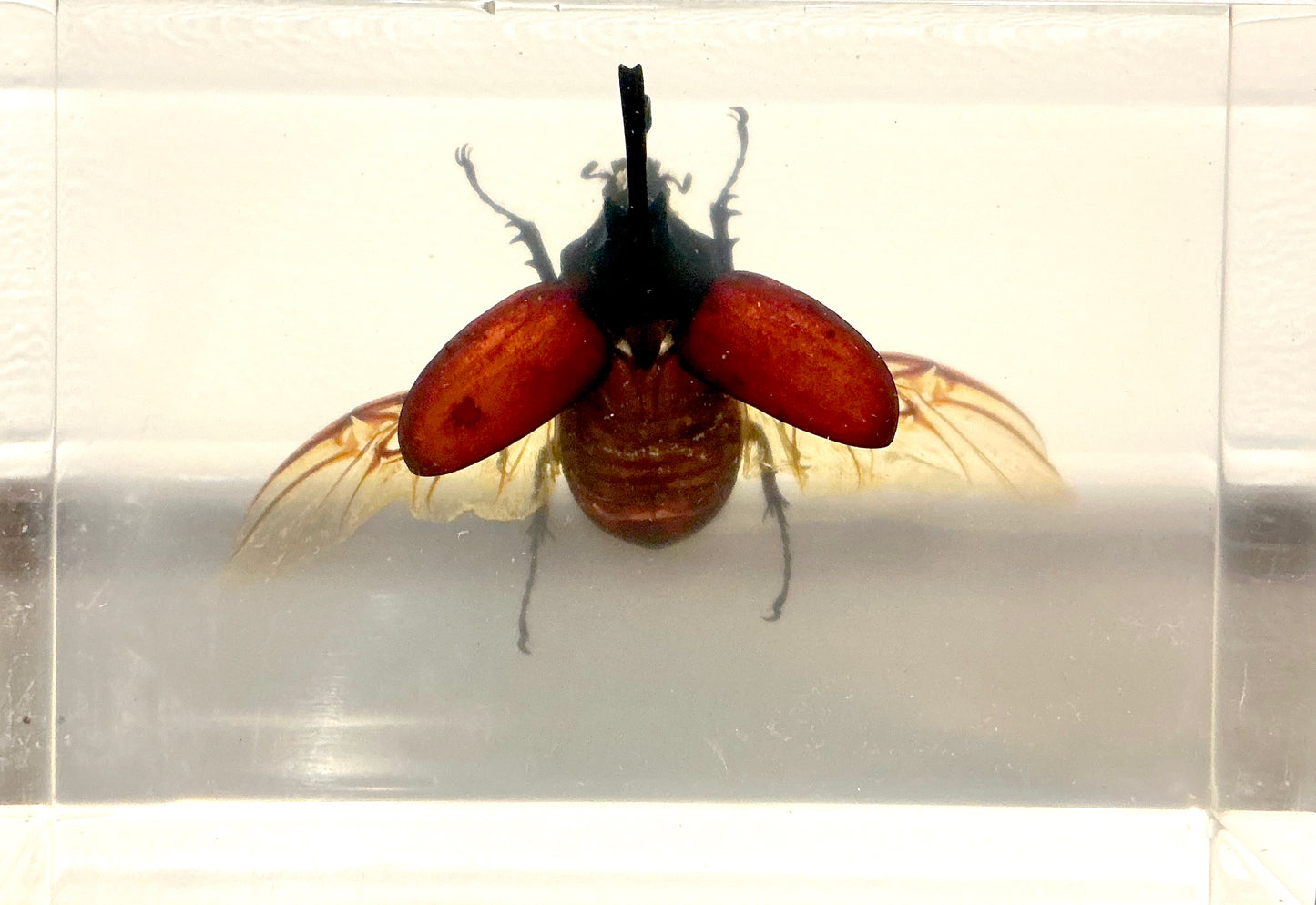 Vintage Taxidermy Insect Bug in Acryl