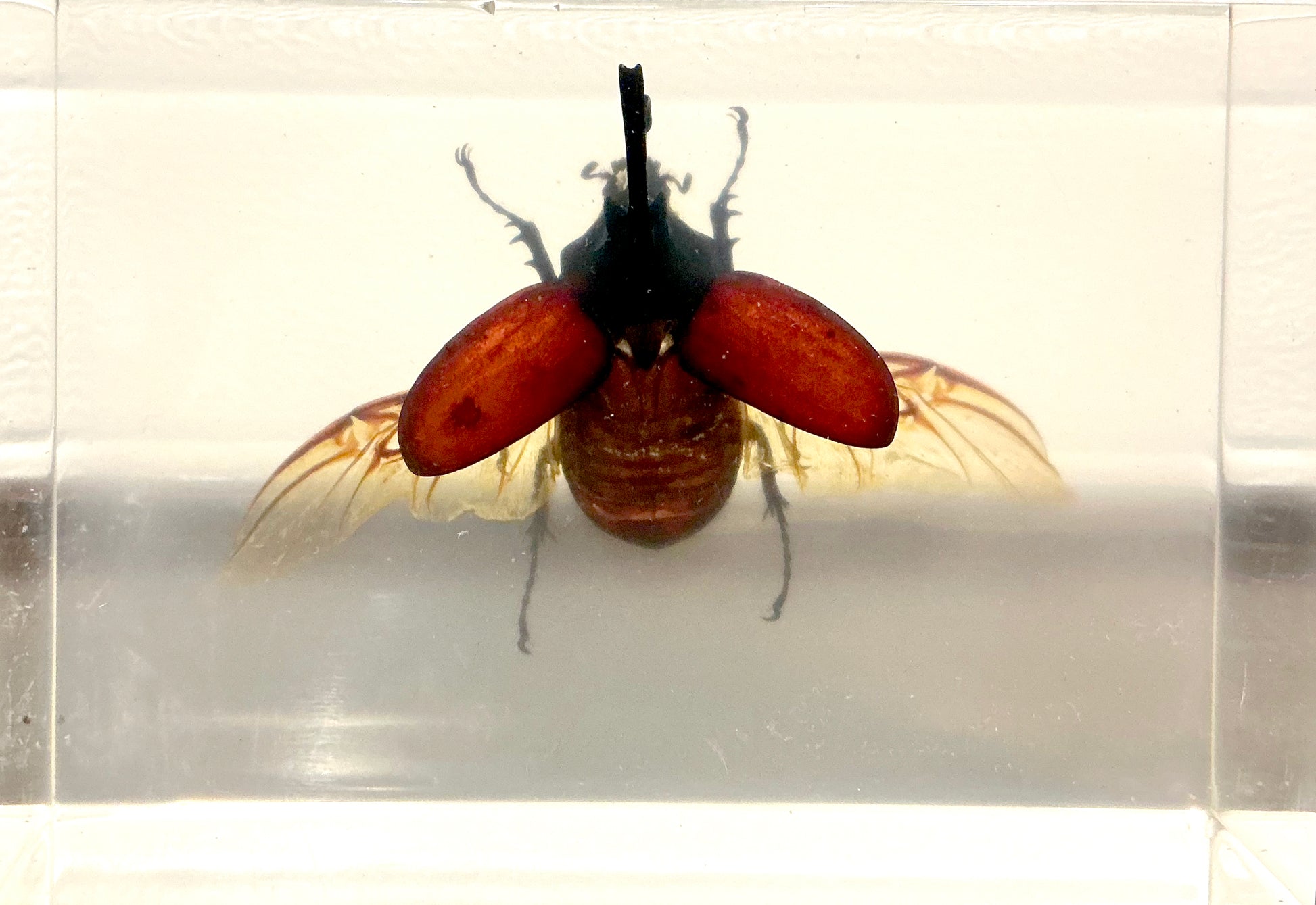 Vintage Taxidermy Insect Bug in Acryl