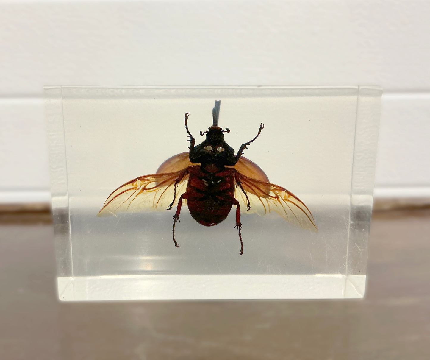 Vintage Taxidermy Insect Bug in Acryl Bottom view