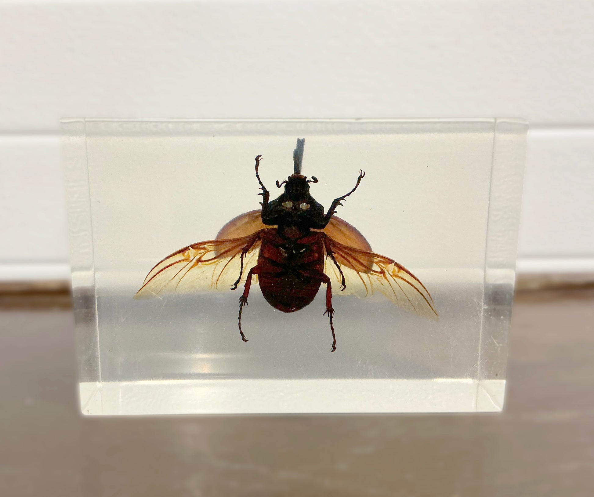 Vintage Taxidermy Insect Bug in Acryl Bottom view