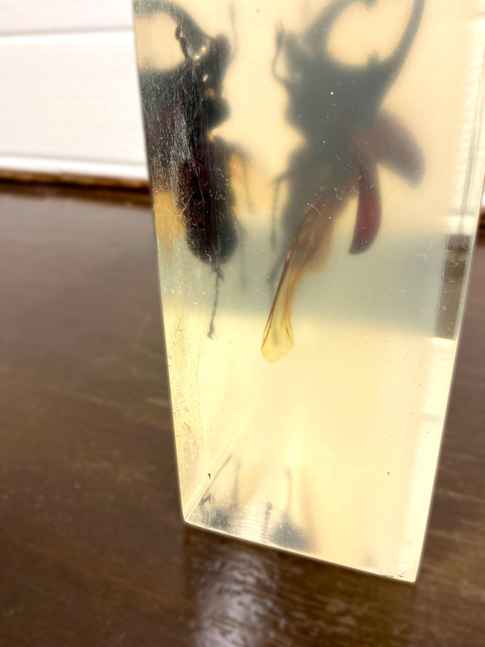 Vintage Taxidermy Insect Bug in Acryl Close view