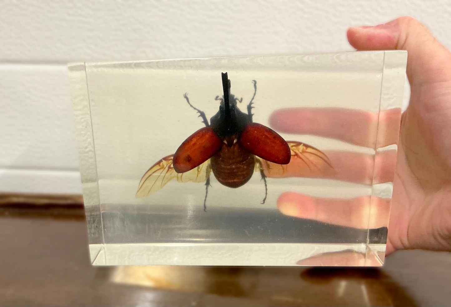Vintage Taxidermy Insect Bug in Acryl In manhand