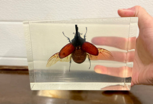 Vintage Taxidermy Insect Bug in Acryl In manhand