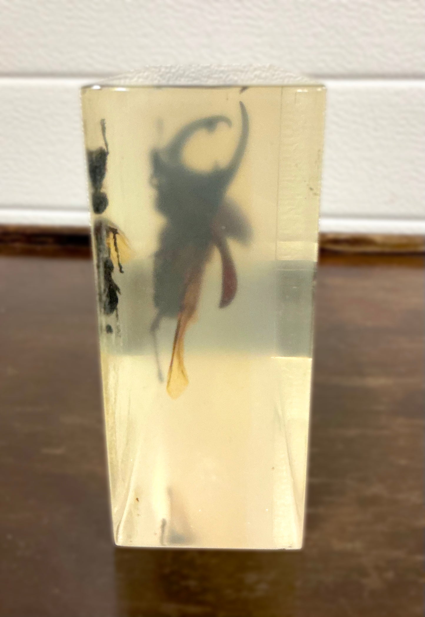 Vintage Taxidermy Insect Bug in Acryl Left side view