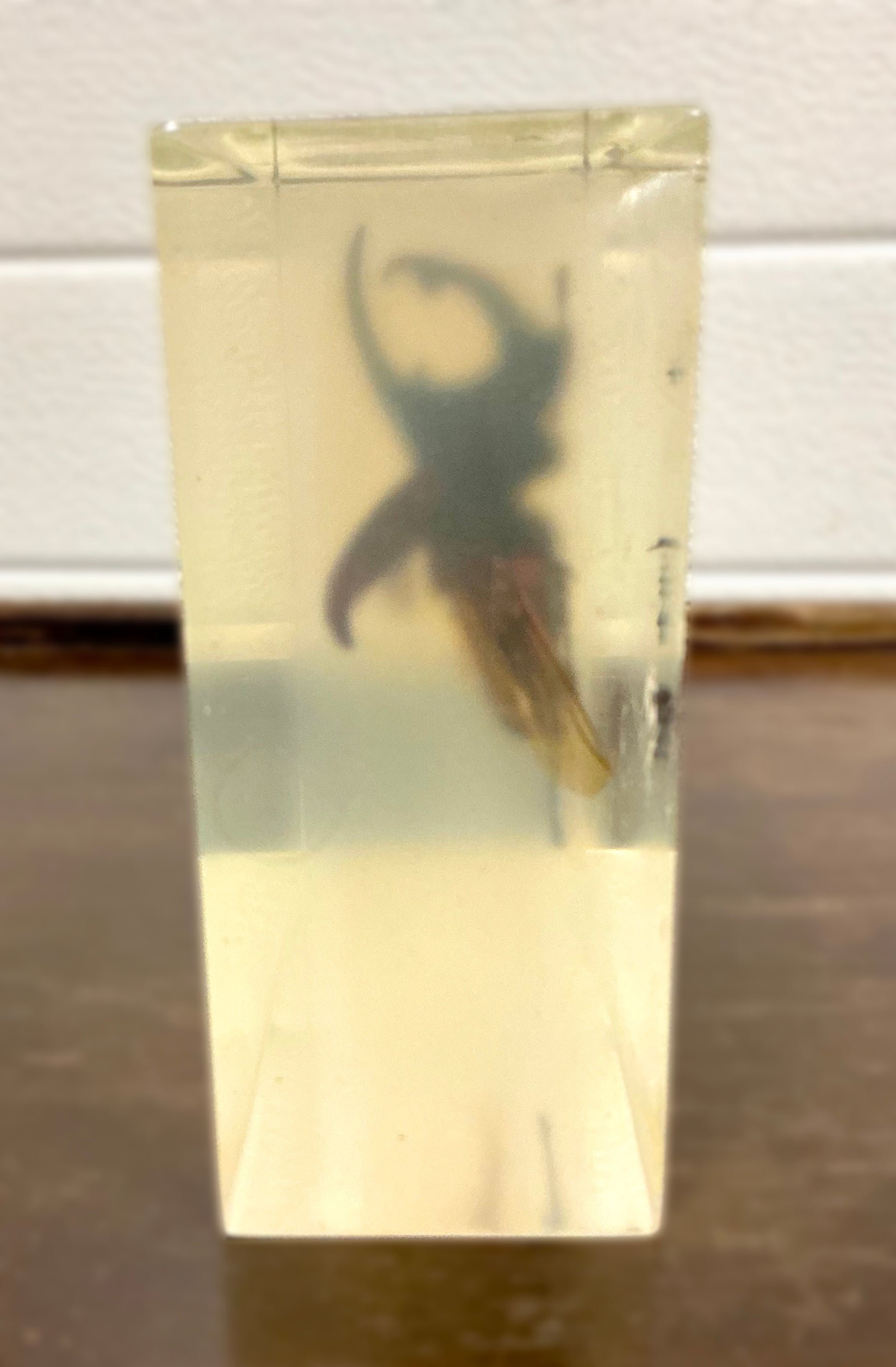 Vintage Taxidermy Insect Bug in Acryl Right side view