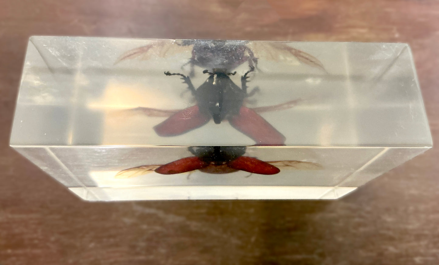 Vintage Taxidermy Insect Bug in Acryl Top View